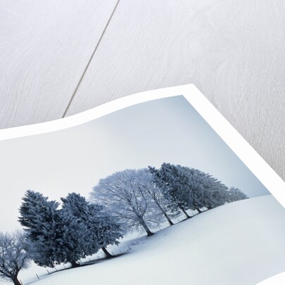 Group of trees in winter by Anonymous
