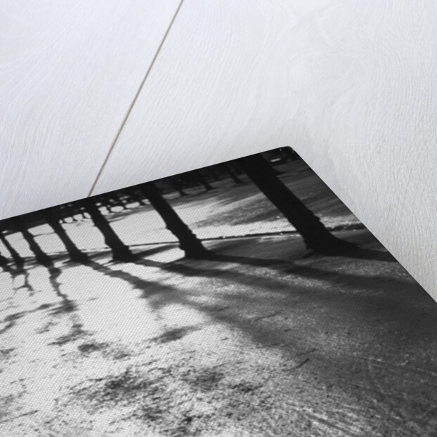 Sunlight reflecting on wet road by Anonymous