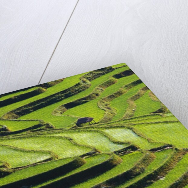 Terraced rice fields in Yunnan Province, China by Anonymous