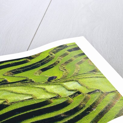 Terraced rice fields in Yunnan Province, China by Anonymous