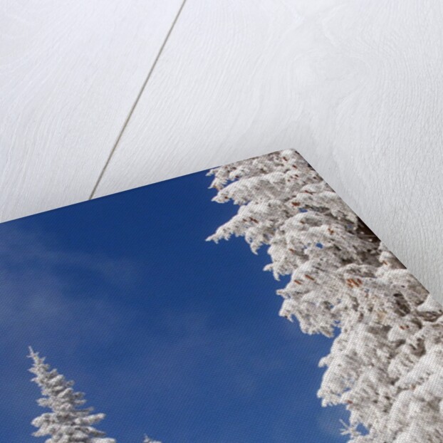 Snowcovered landscape by Anonymous