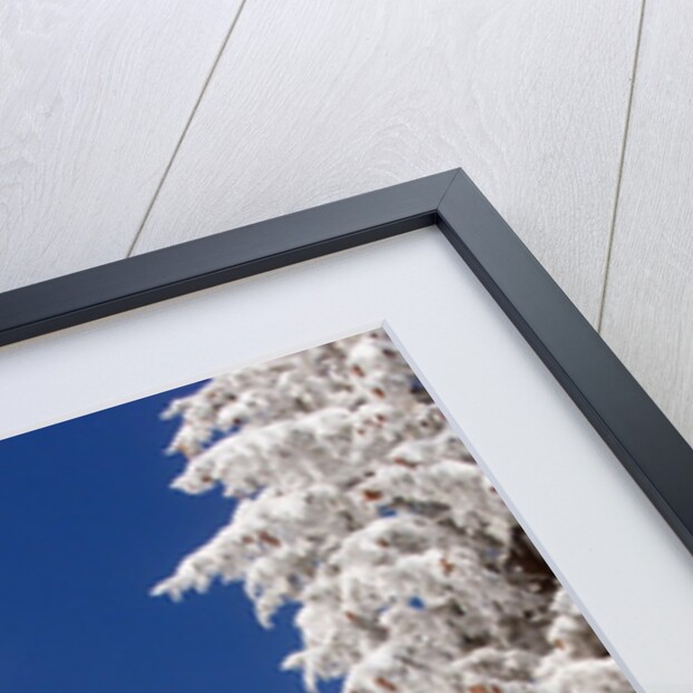 Snowcovered landscape by Anonymous