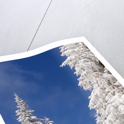 Snowcovered landscape by Anonymous