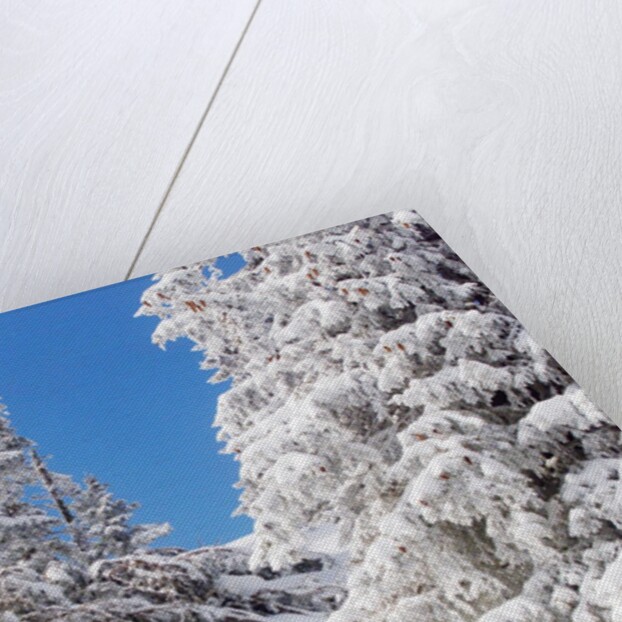 Snowcovered landscape by Anonymous
