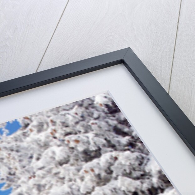 Snowcovered landscape by Anonymous