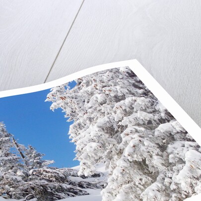 Snowcovered landscape by Anonymous