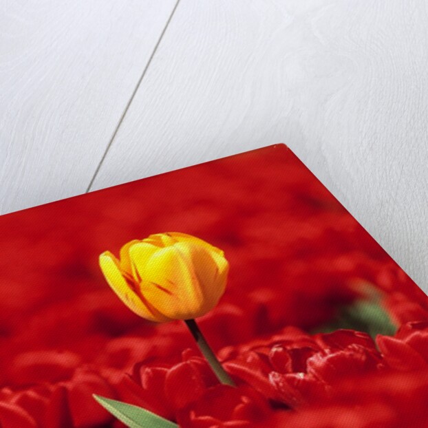 Red tulips by Anonymous