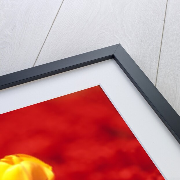 Red tulips by Anonymous