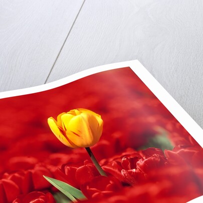 Red tulips by Anonymous