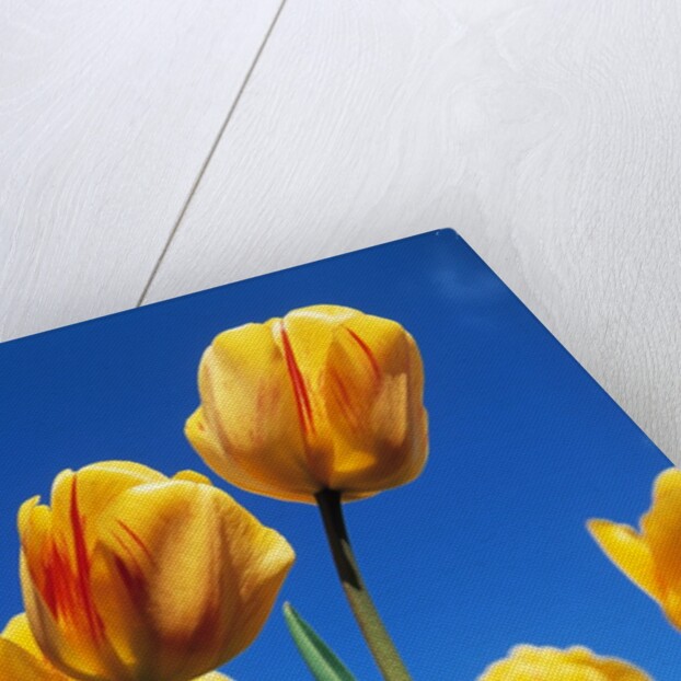 Yellow tulips by Anonymous