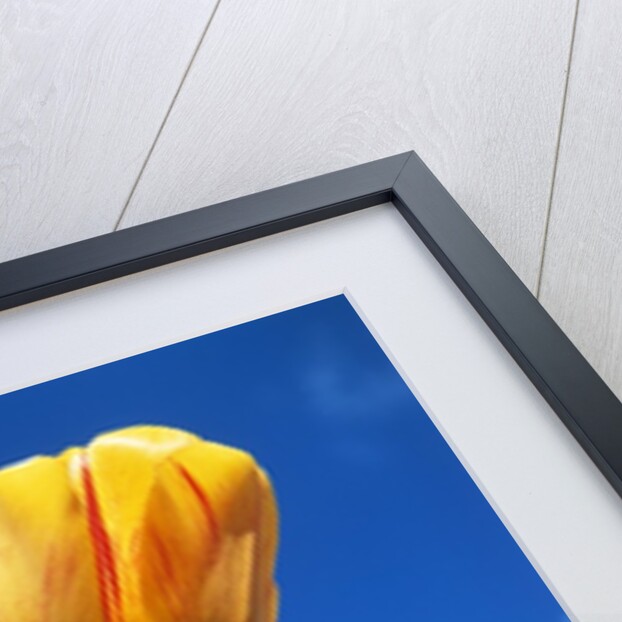 Yellow tulips by Anonymous