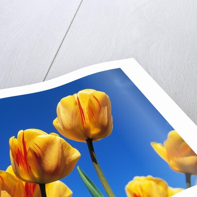 Yellow tulips by Anonymous
