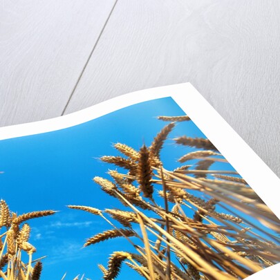 Cornfield by Anonymous