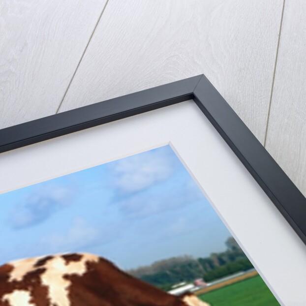Cow grazing by Anonymous