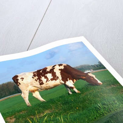 Cow grazing by Anonymous
