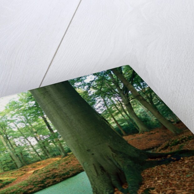 Lake in a wood by Anonymous