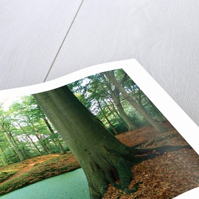 Lake in a wood by Anonymous