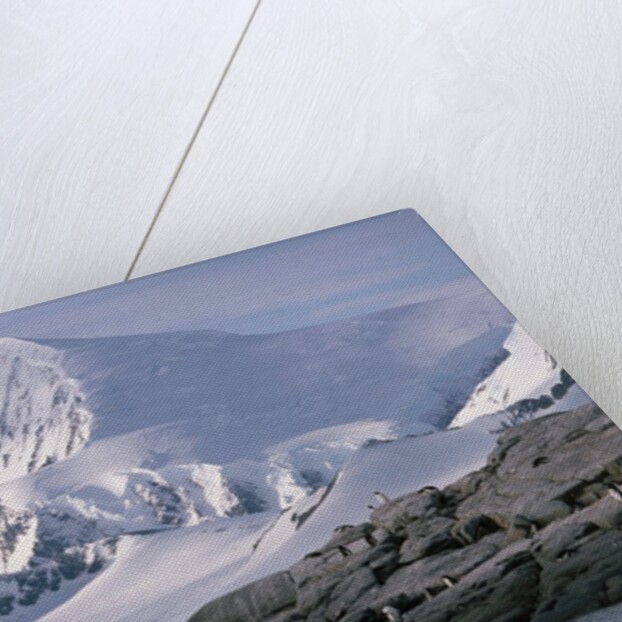 Antarctic, gentoo penguins by Anonymous