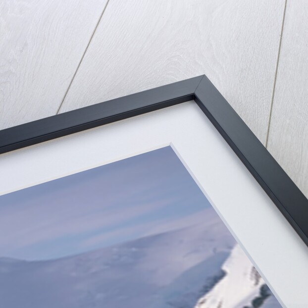 Antarctic, gentoo penguins by Anonymous