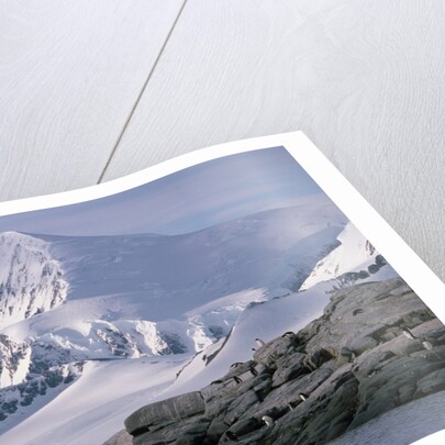 Antarctic, gentoo penguins by Anonymous