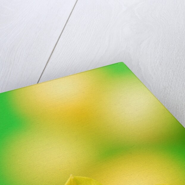 Yellow daffodil by Anonymous