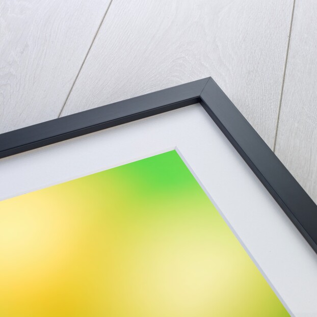 Yellow daffodil by Anonymous