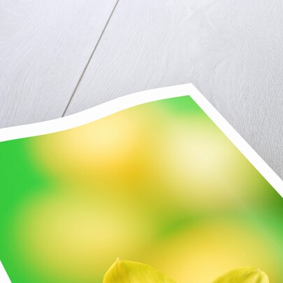 Yellow daffodil by Anonymous