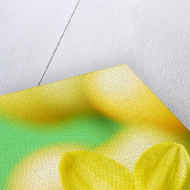 Yellow daffodil by Anonymous