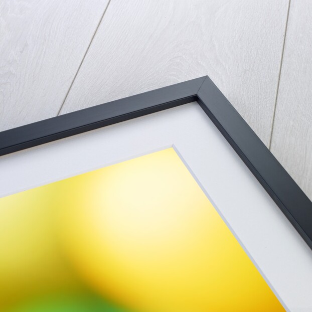 Yellow daffodil by Anonymous