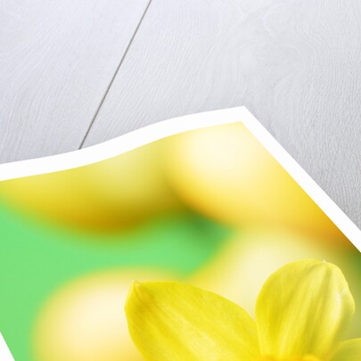 Yellow daffodil by Anonymous