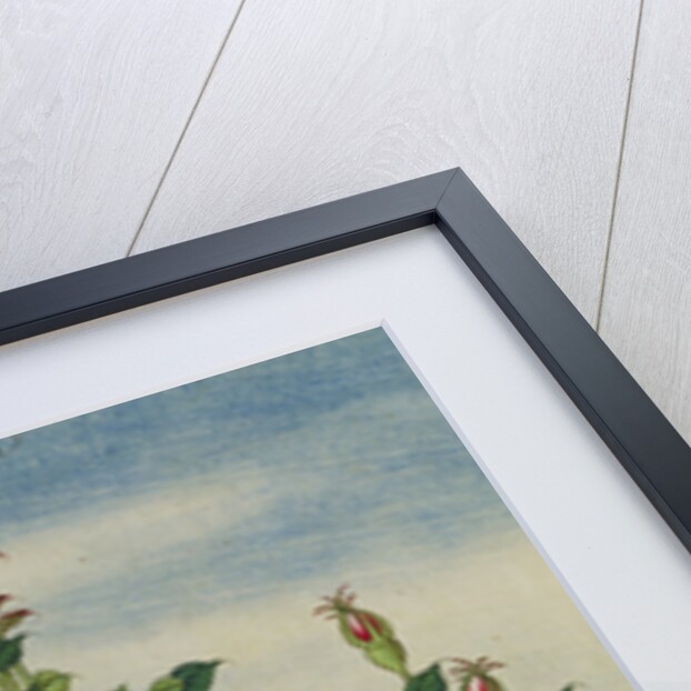 A Rose Chinese Watercolor by Anonymous