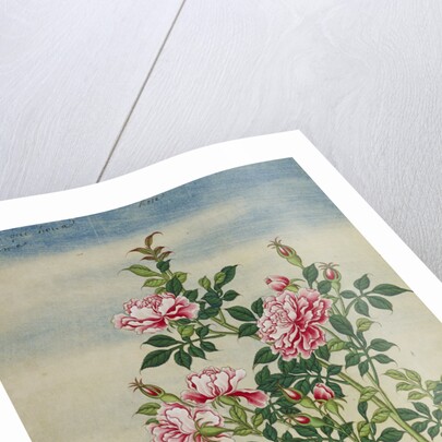 A Rose Chinese Watercolor by Anonymous