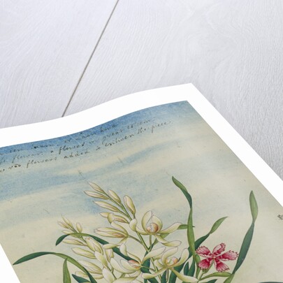 A Joss Flower, A Flower in Great Esteem Chinese Watercolor by Anonymous