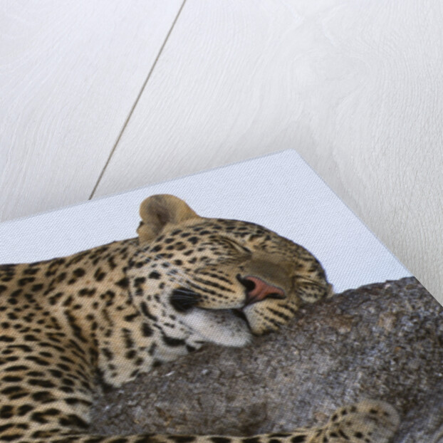 Leopard Asleep on Branch by Anonymous