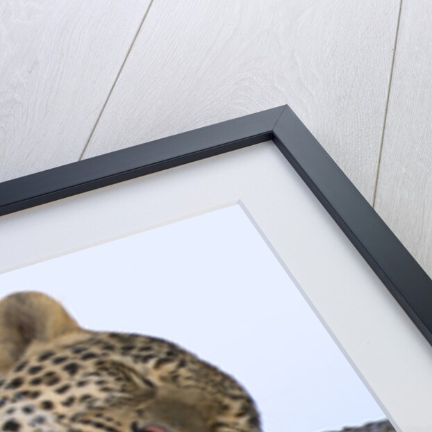 Leopard Asleep on Branch by Anonymous
