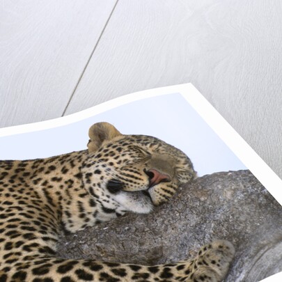 Leopard Asleep on Branch by Anonymous