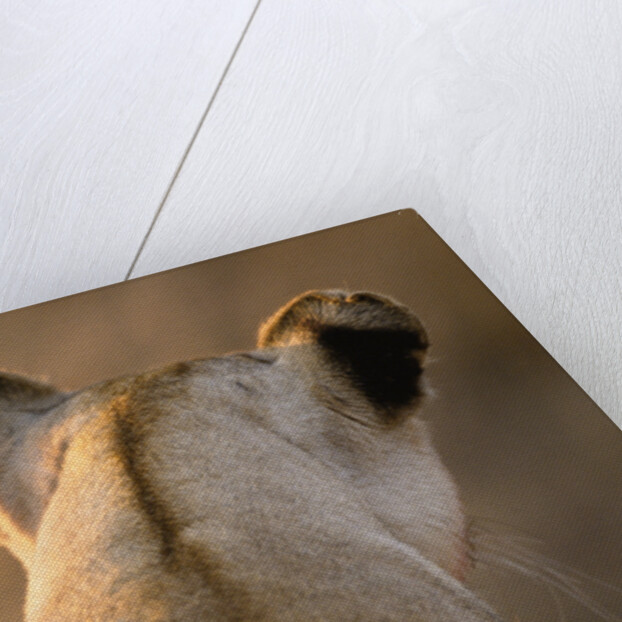 Back of Lioness' Head by Anonymous