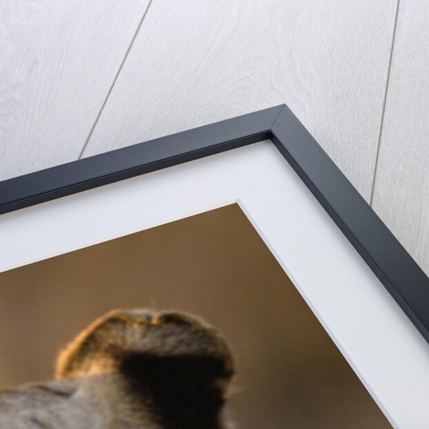 Back of Lioness' Head by Anonymous