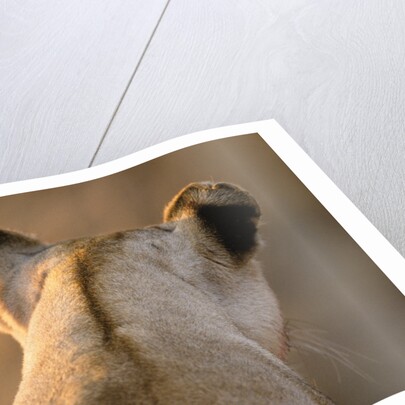 Back of Lioness' Head by Anonymous
