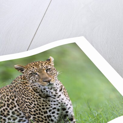 Leopard Watching, Lake Nakuru in Kenya by Anonymous