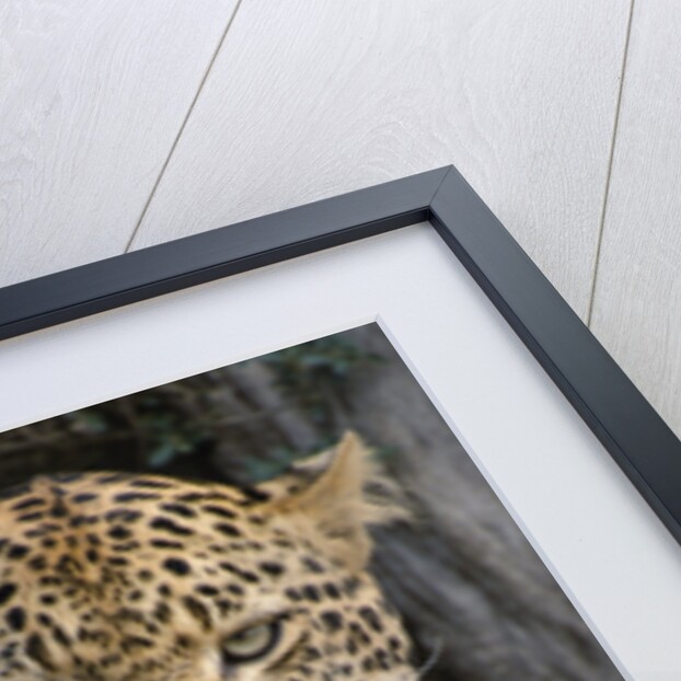 Leopard Licking Lips by Anonymous