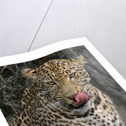 Leopard Licking Lips by Anonymous