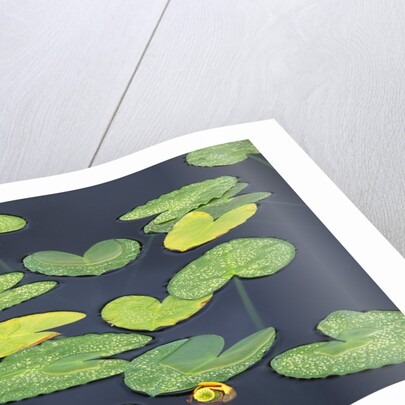 Yellow Pond Lily Pads in Pond, Alaska by Corbis