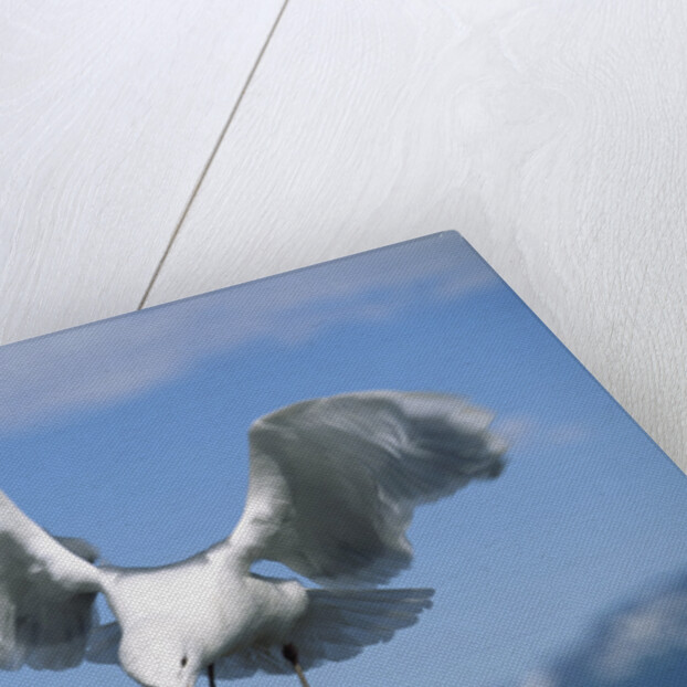 Glaucous Winged Seagull in Alaska by Anonymous