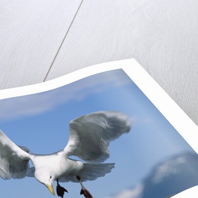 Glaucous Winged Seagull in Alaska by Anonymous