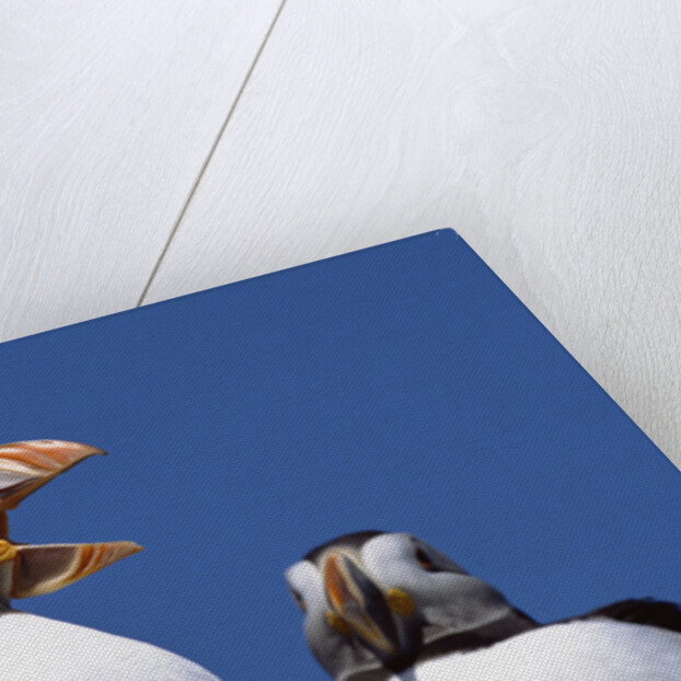 Atlantic Puffins, One Gaping, Newfoundland, Canada by Anonymous