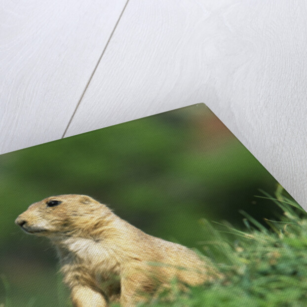 Black-Tailed Prairie Dog in Wyoming by Anonymous