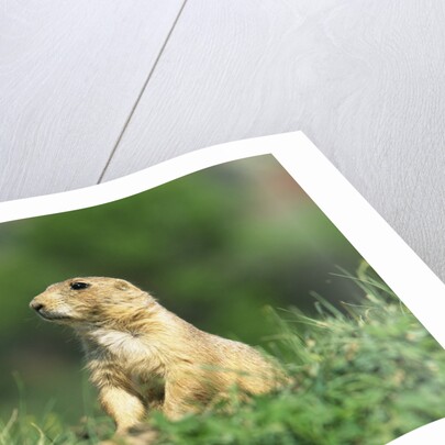 Black-Tailed Prairie Dog in Wyoming by Anonymous