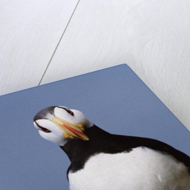 Horned Puffin, Alert, Alaska by Anonymous