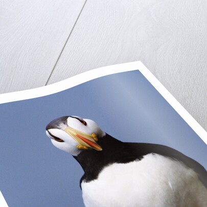 Horned Puffin, Alert, Alaska by Anonymous